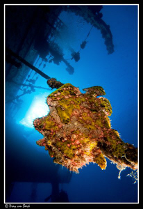 Frogfish on the Salem Express at sunset  (2) by Dray Van Beeck 